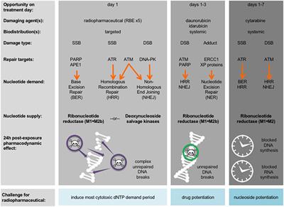 Radiopharmaceuticals for Relapsed or Refractory <mark class="highlighted">Leukemias</mark>